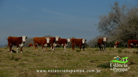 DOS EÓLICOS VIRA P FAZENDA_Moment.00_05_18_07.Quadro535_8a40346c82c1fe1fb746f6f9af6218556aed7fc2.jpg